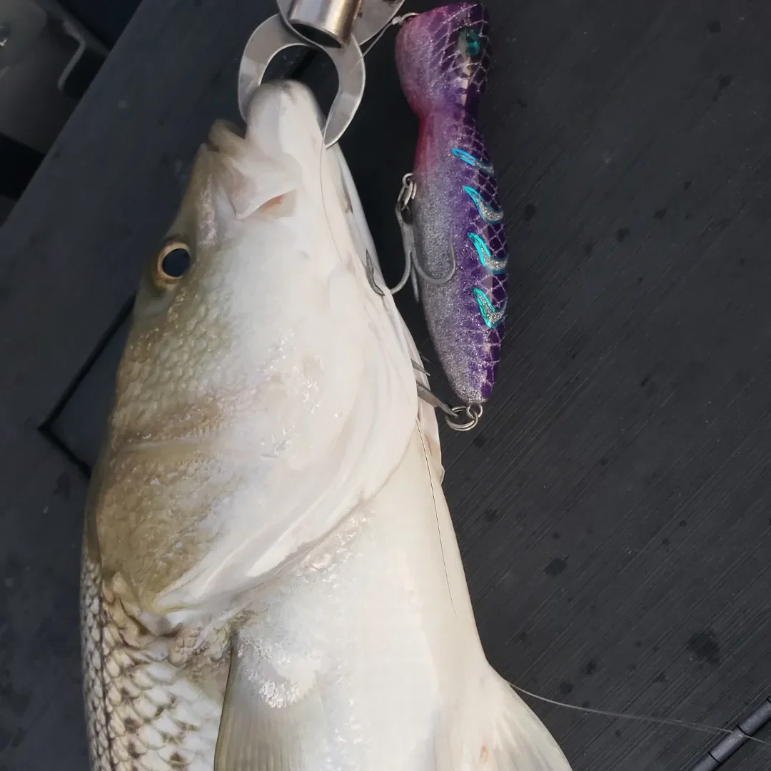 GALAXY SS 140 TOPWATER POPPER - Image 6