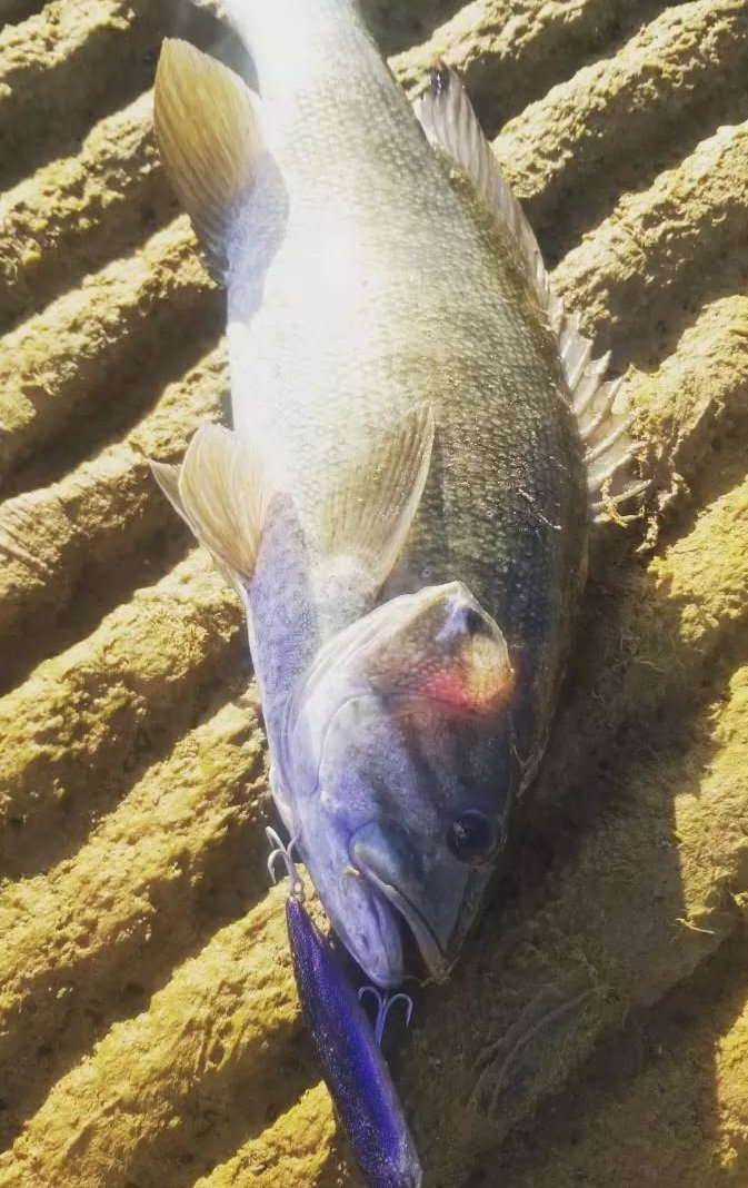 LIL PLUTO 110 TOPWATER LURE - Image 10