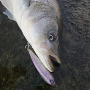 COSMIC FLARE 127 TOPWATER POPPER